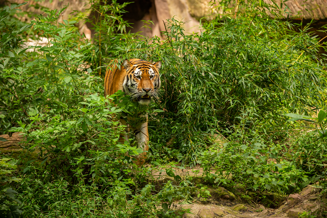 Jim Corbett